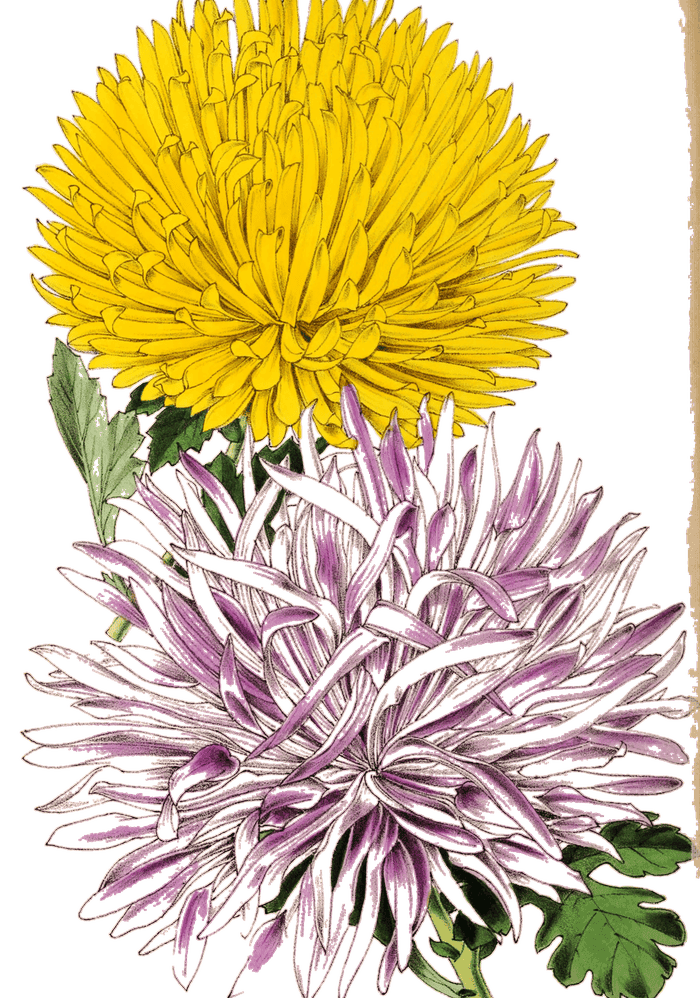 Japanese Chrysanthemums — The Floral Magazine