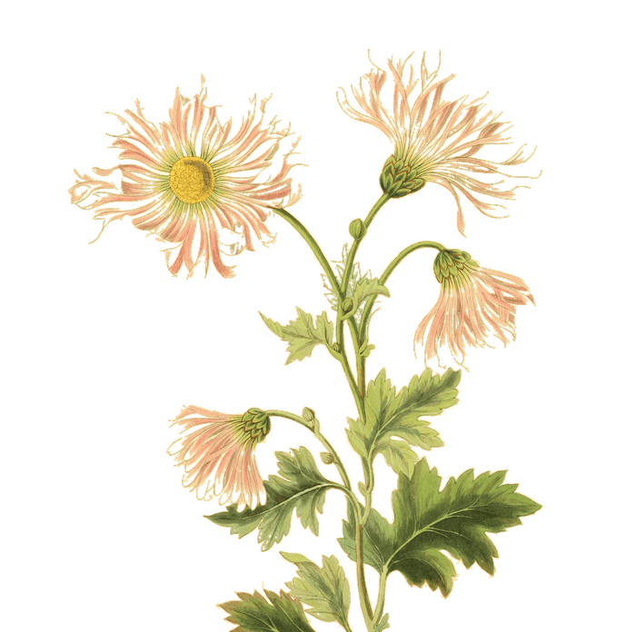 Margaret Roscoe — Floral Illustrations of the Seasons (1829)